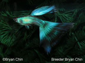 blue moscow guppy