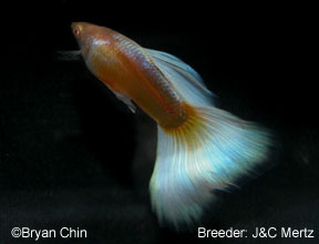 Pastel albino guppy