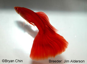 Red albino guppy