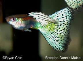 Pastel bicolor guppy aoc