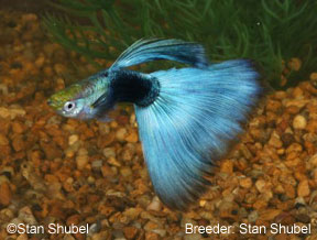 Half black hb blue guppy