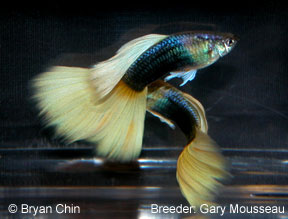 hb half black yellow guppy