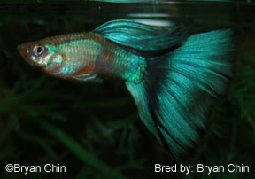 Green guppy