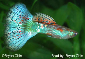 Multicolor Guppy