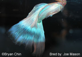 blue albino guppy