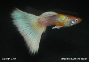 hb half black pastel albino guppy