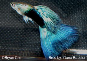 hb half black aoc guppy blue bicolor