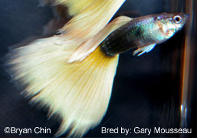 hb half black yellow guppy