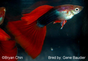 HB halfblack red guppy