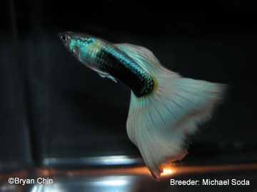 HB Pastel half black guppy