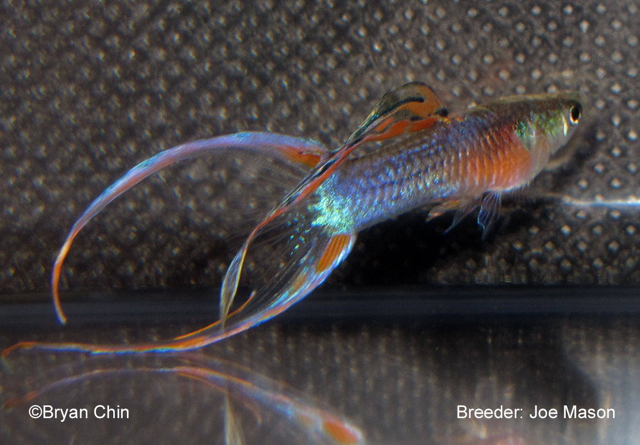 Double Swordtail Guppy