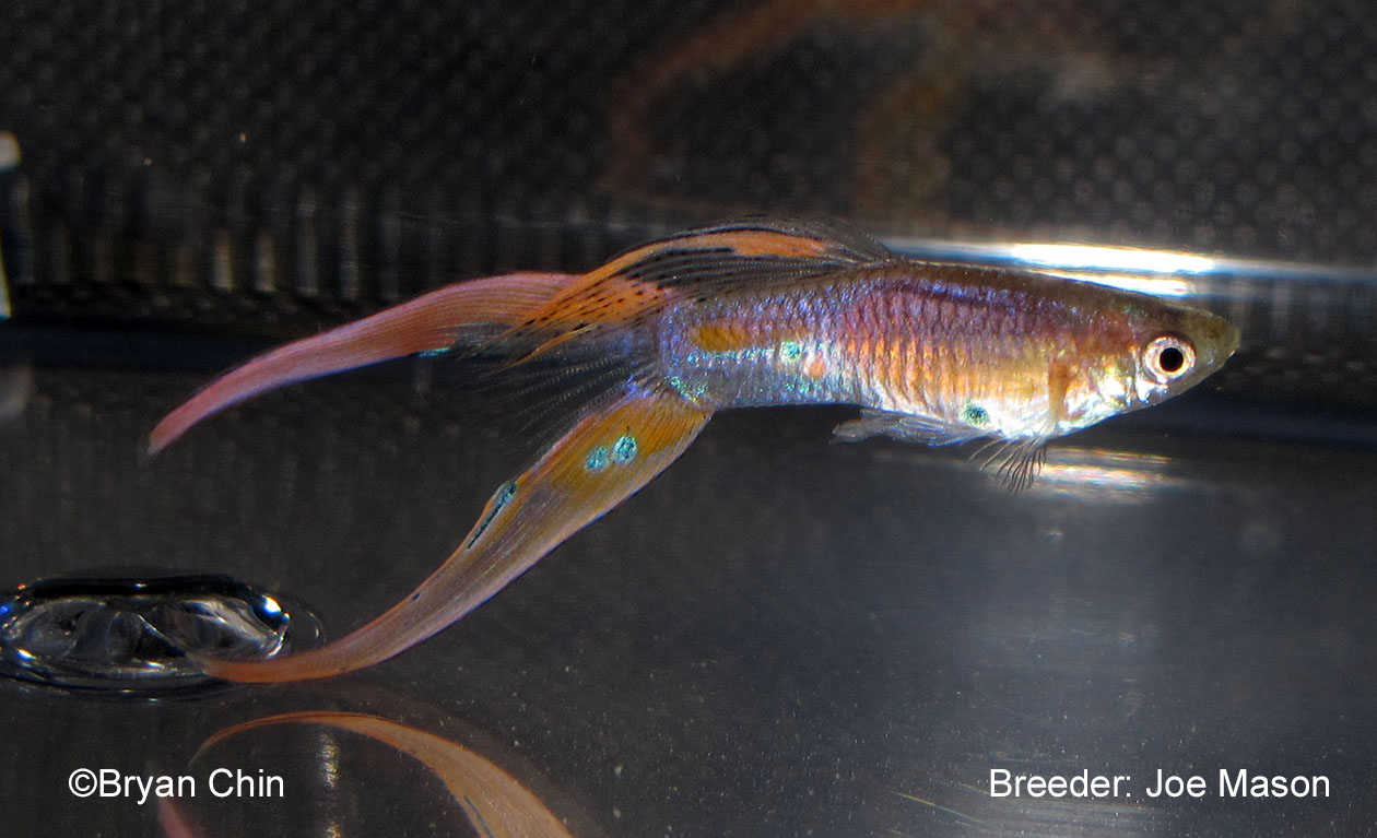 Double Swordtail Guppy