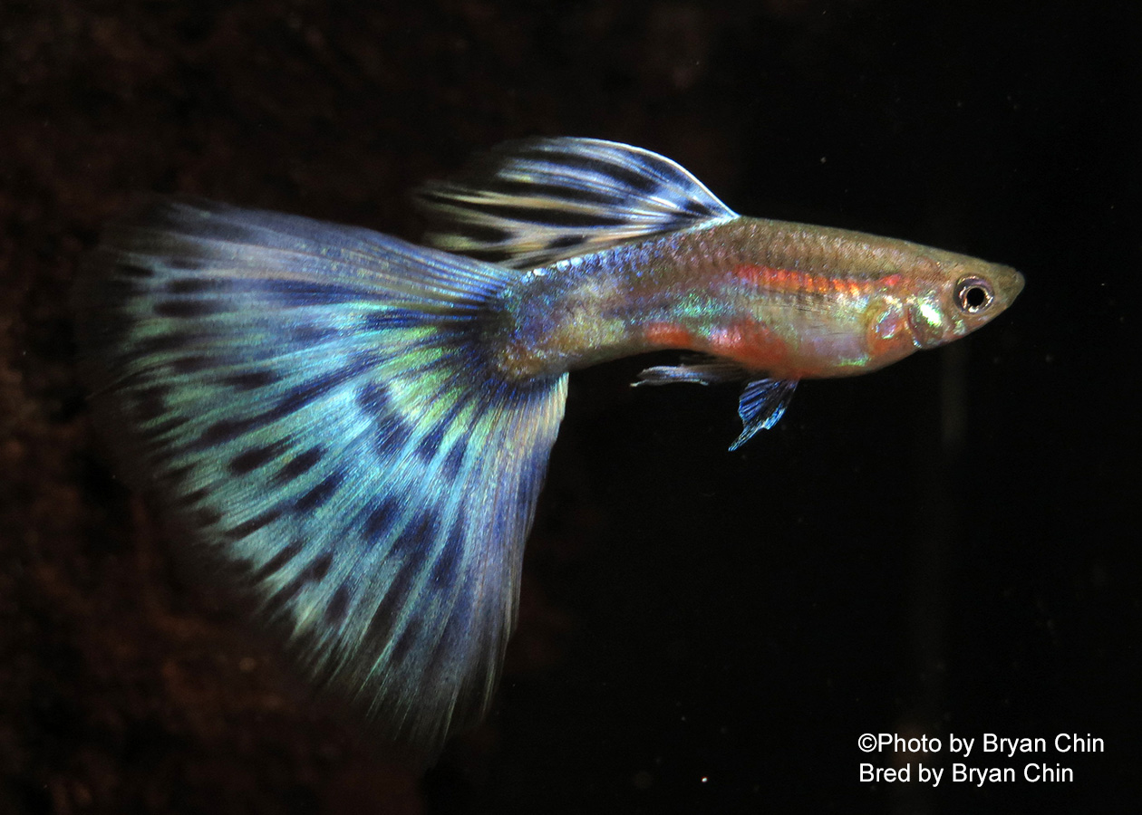 AOC Bicolor Guppy