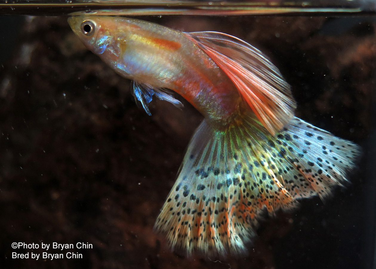 Multicolor Guppy Gold