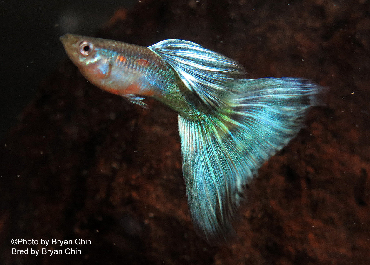 Green Bicolor Guppy