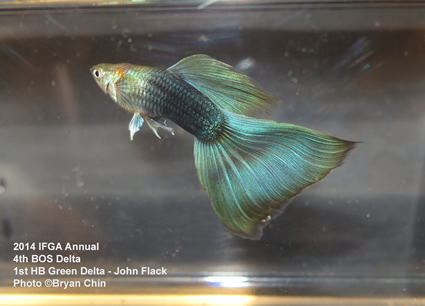 Hb half black green guppy