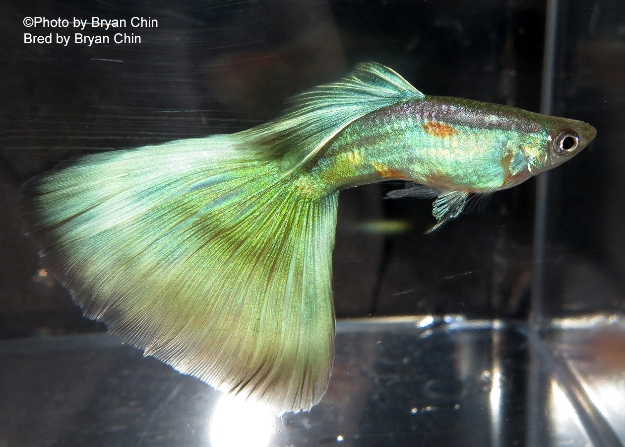 Light Green Guppy