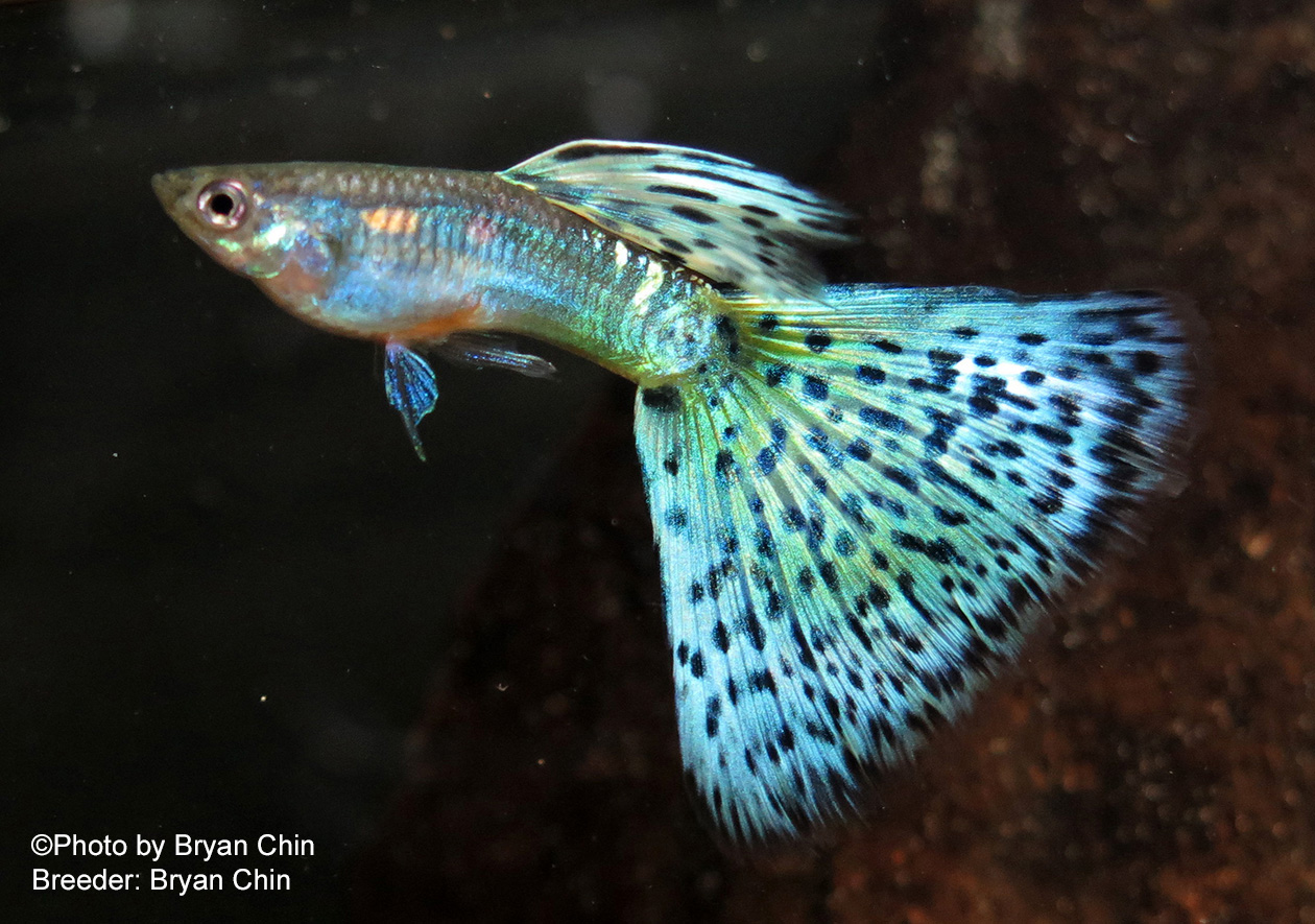 Green Bicolor Guppy