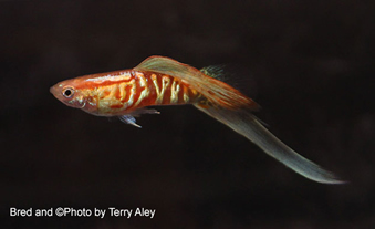 Lower Sword tail guppy