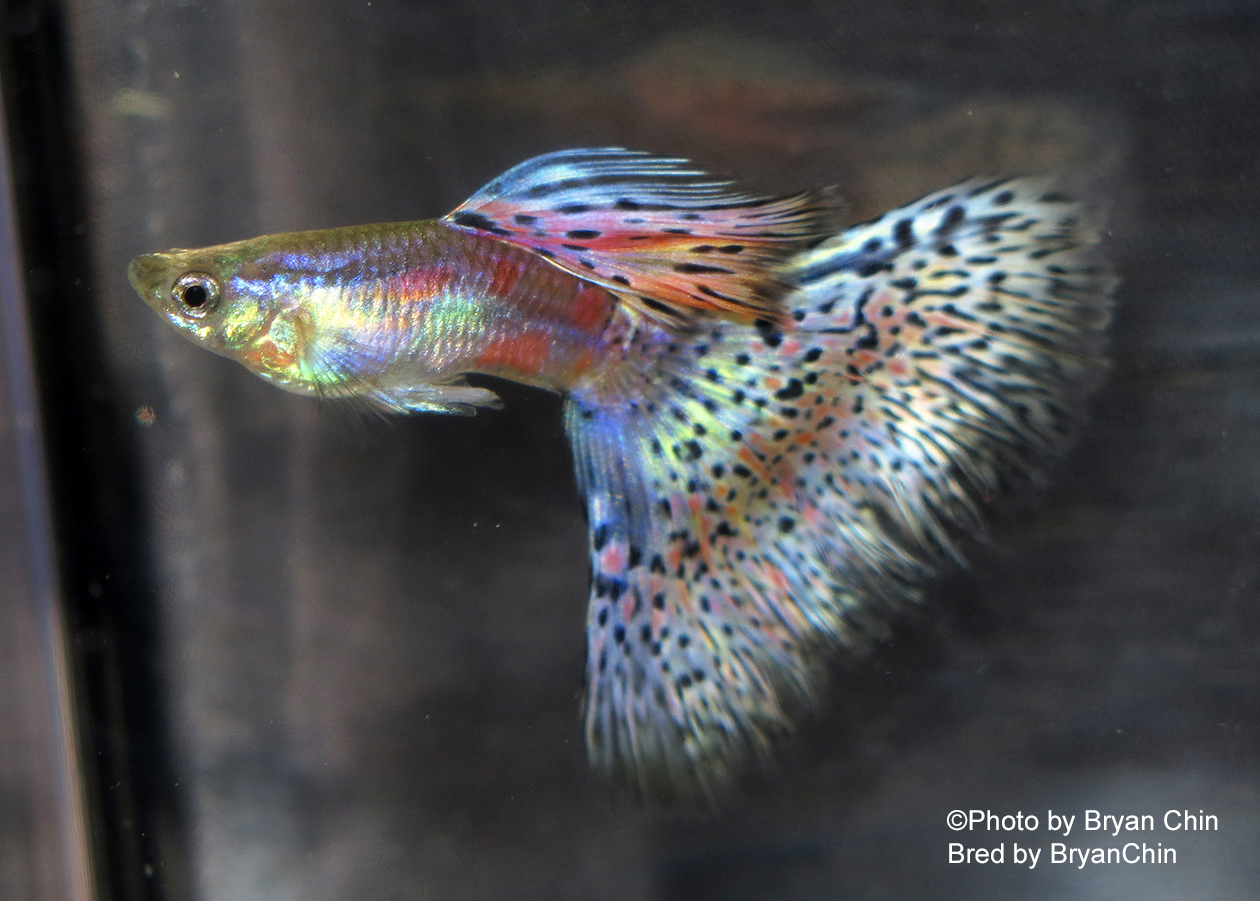 Multicolor Guppy