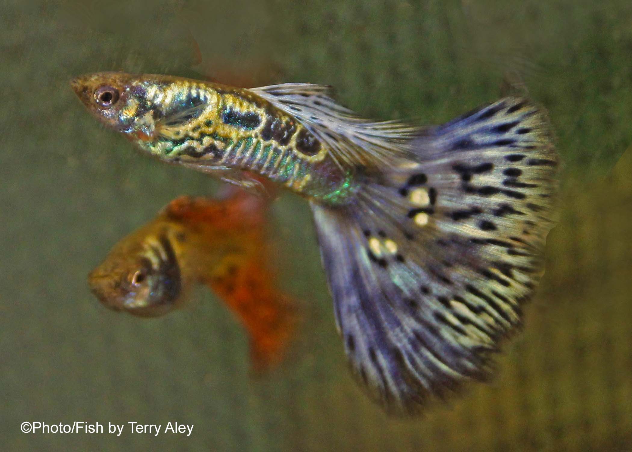 purple bicolor AOC bicolor guppy