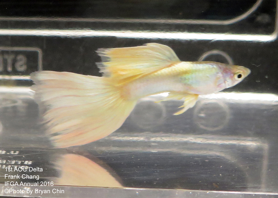 Aoc guppy pastel