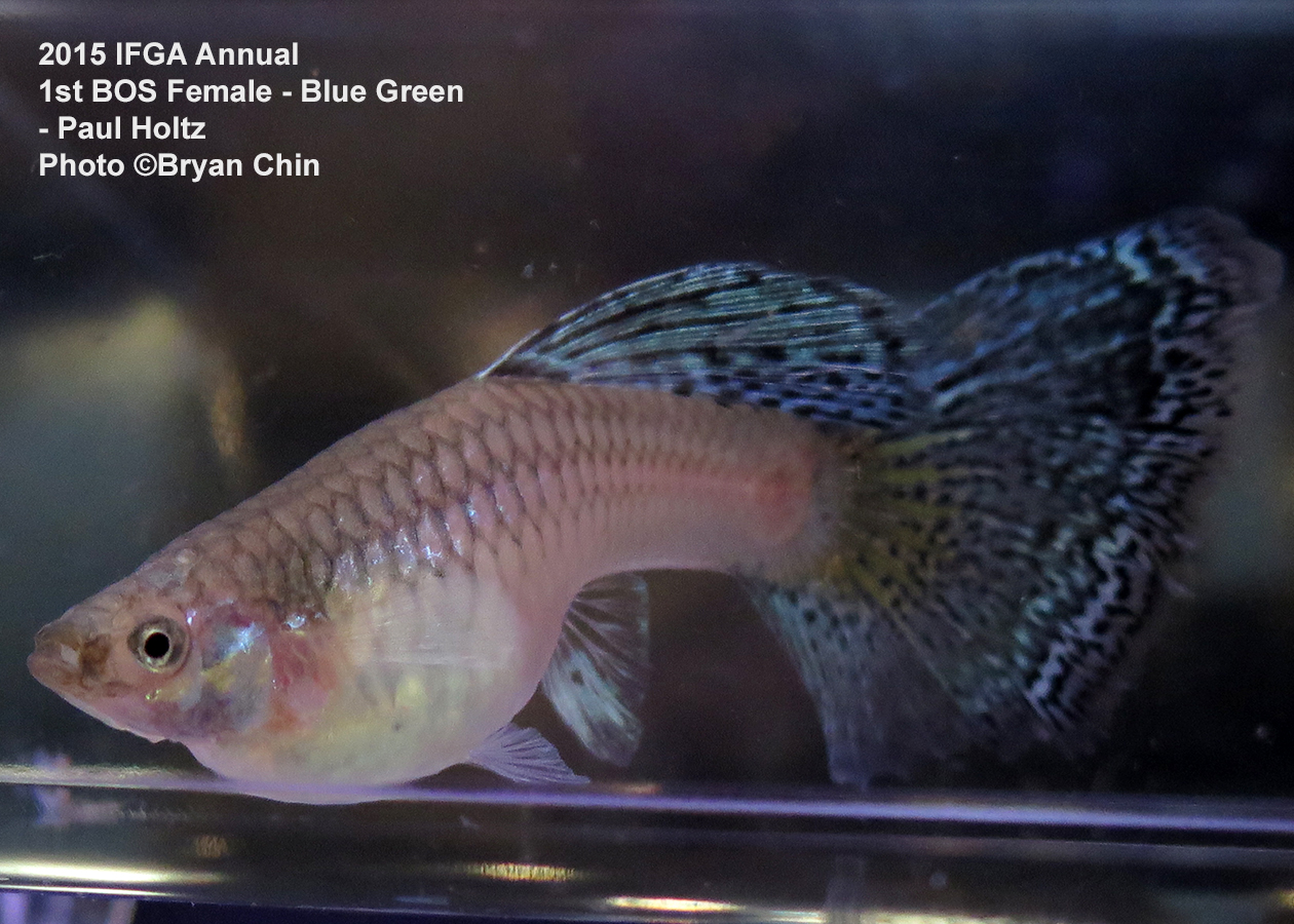 blue green female guppy