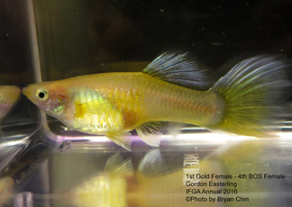 gold female guppy