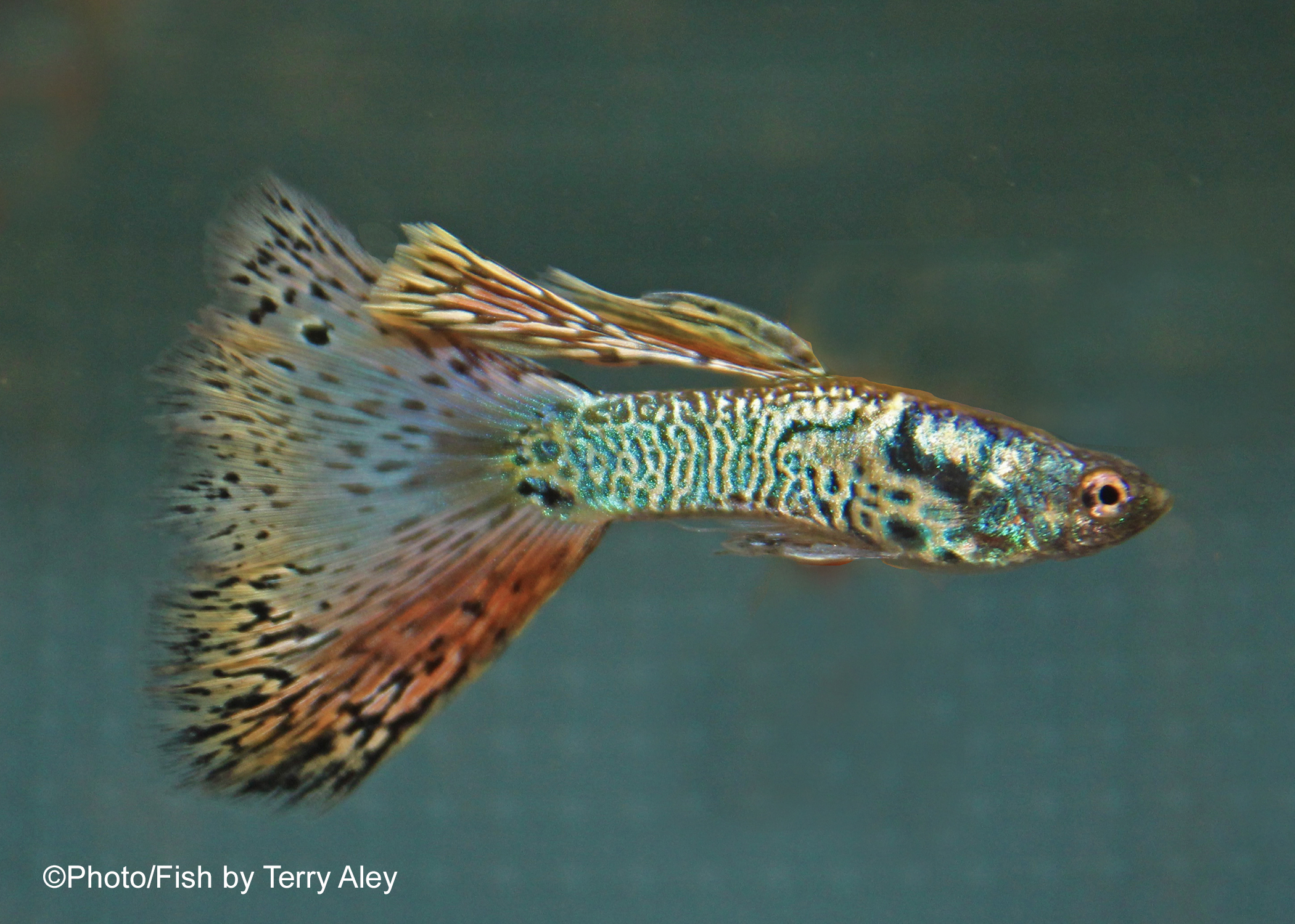 Multi meduza guppy