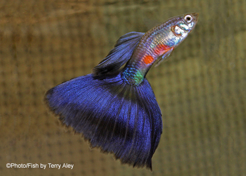 purple guppy