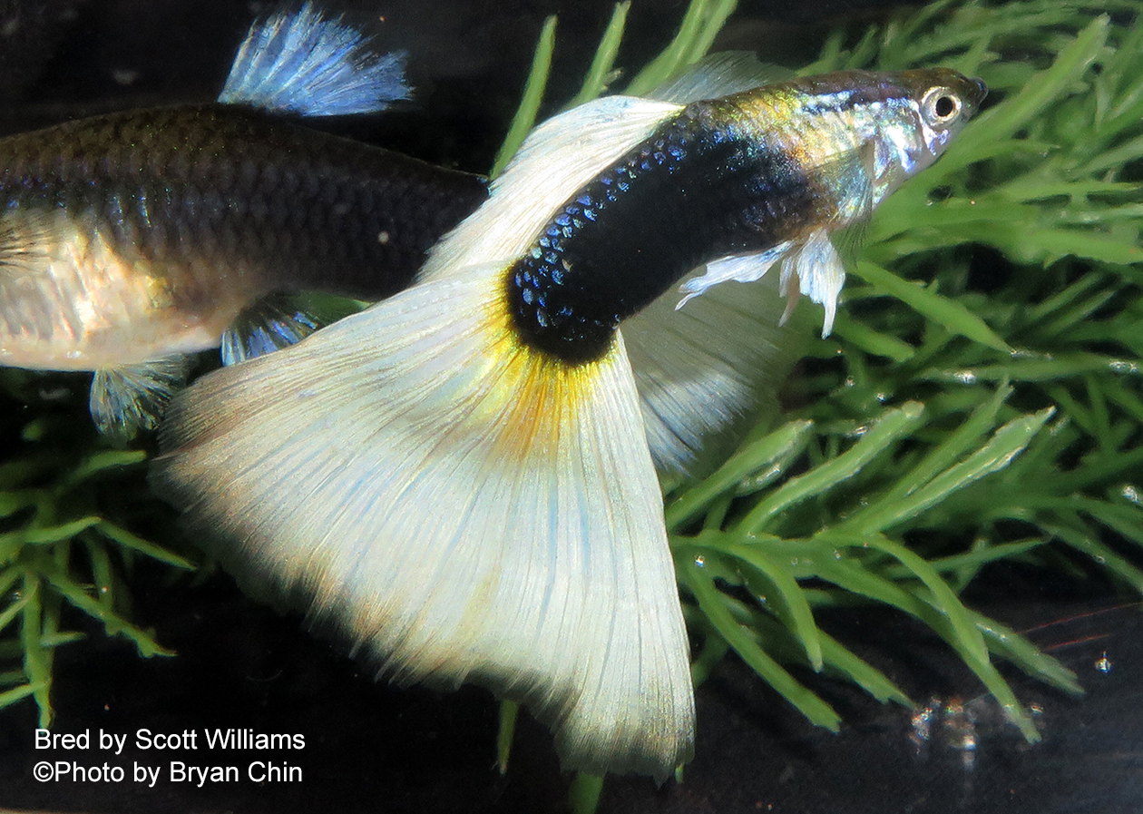 HB half black Pastel guppy