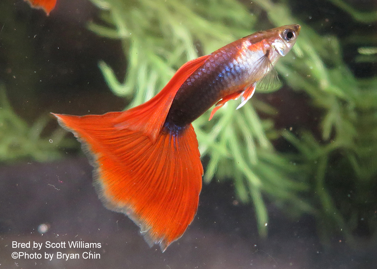 HB halfblack red guppy