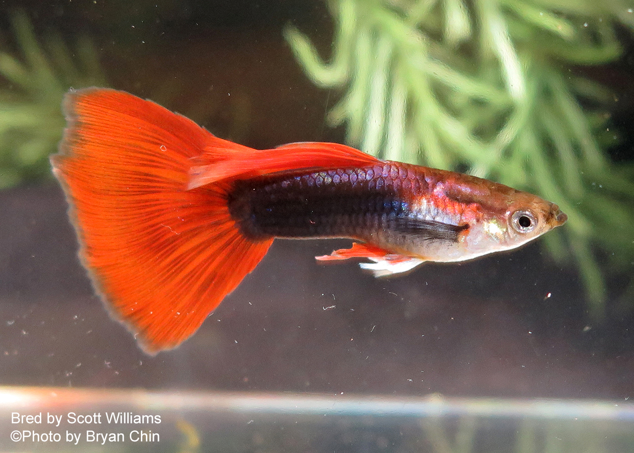 HB halfblack red guppy