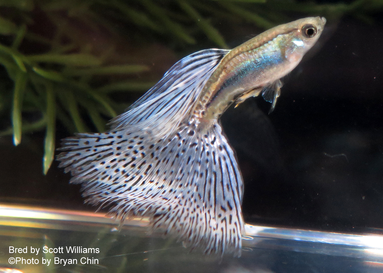 guppy purple grass bicolor