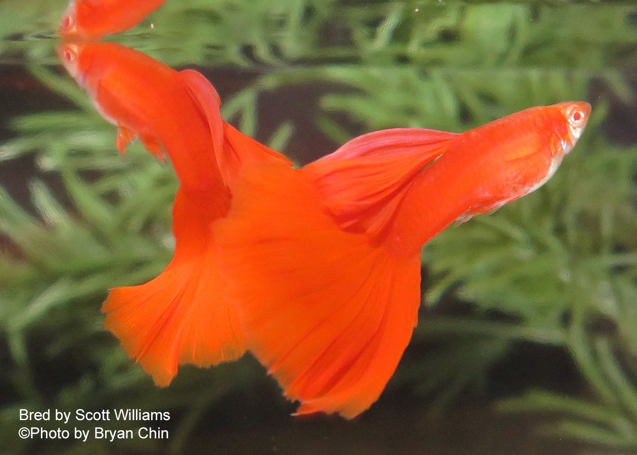 Red albino guppy