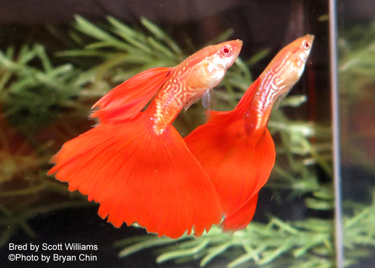 Red Albino snakeskin guppy