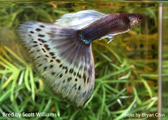 Guppy bicolor purple