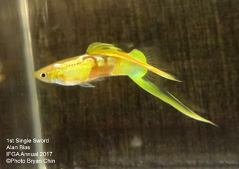 guppy lower swordtail