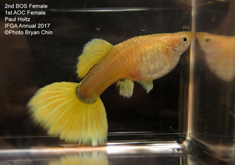 Guppy Yellow Female