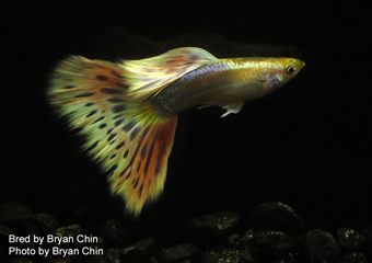 guppy multi gold color 