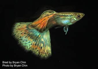 guppy multi color 