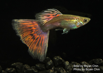 Guppy red bicolor