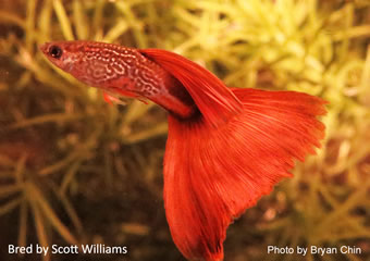 guppy solid red snakeskin