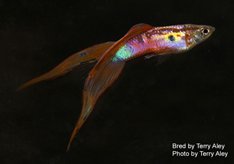 guppy double swordtail