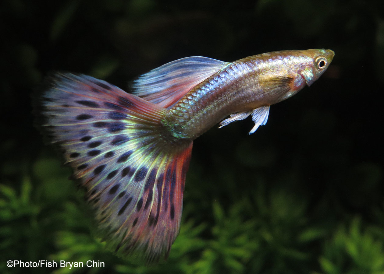 Multicolor guppy blond