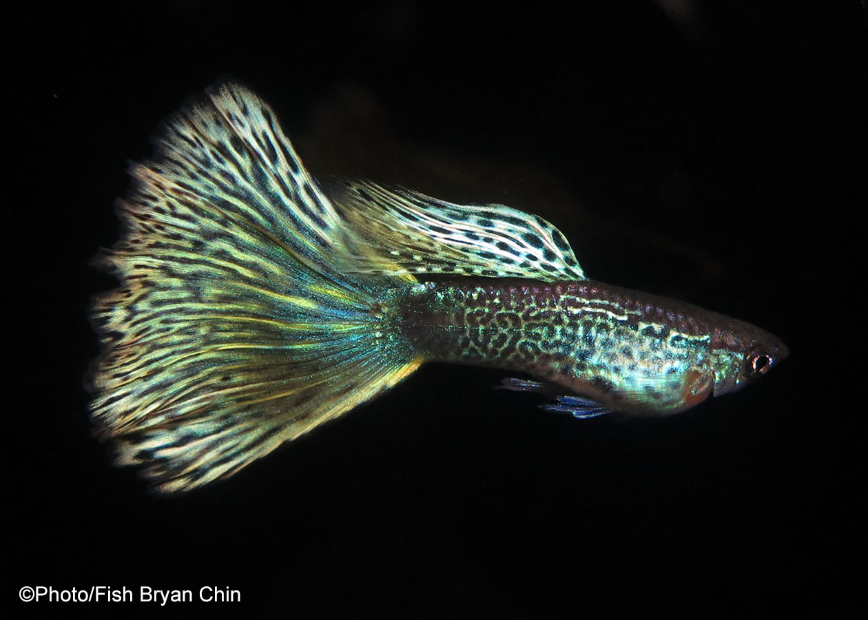 variegated snakeskin guppy