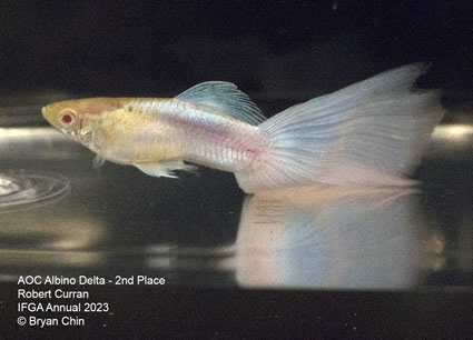 Guppy Albino AOC