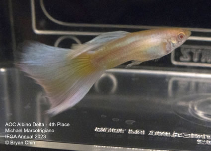 Guppy Albino AOC