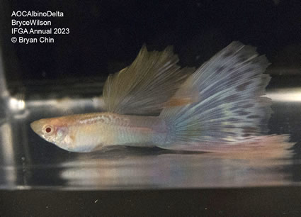 Guppy Albino AOC