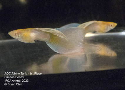 Guppy Albino AOC